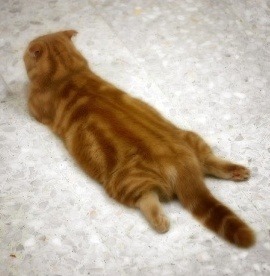 여자들이 반할 수 밖에 없다는 뒷모습 ㄷㄷㄷ.JPG | 인스티즈